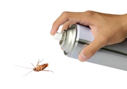 eliminare scarafaggi in casa