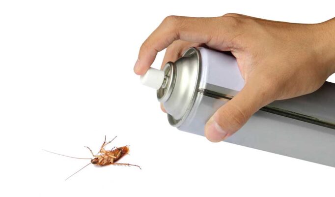 eliminare scarafaggi in casa